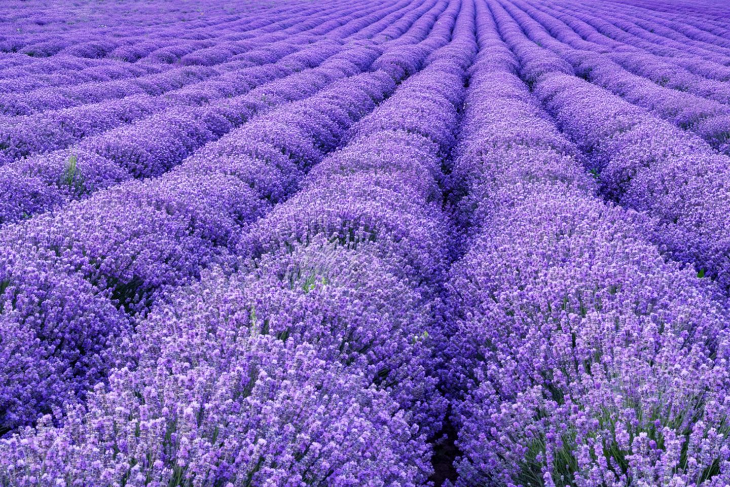Lavendel pflanzen, pflegen & mehr - [SCHNER WOHNEN]