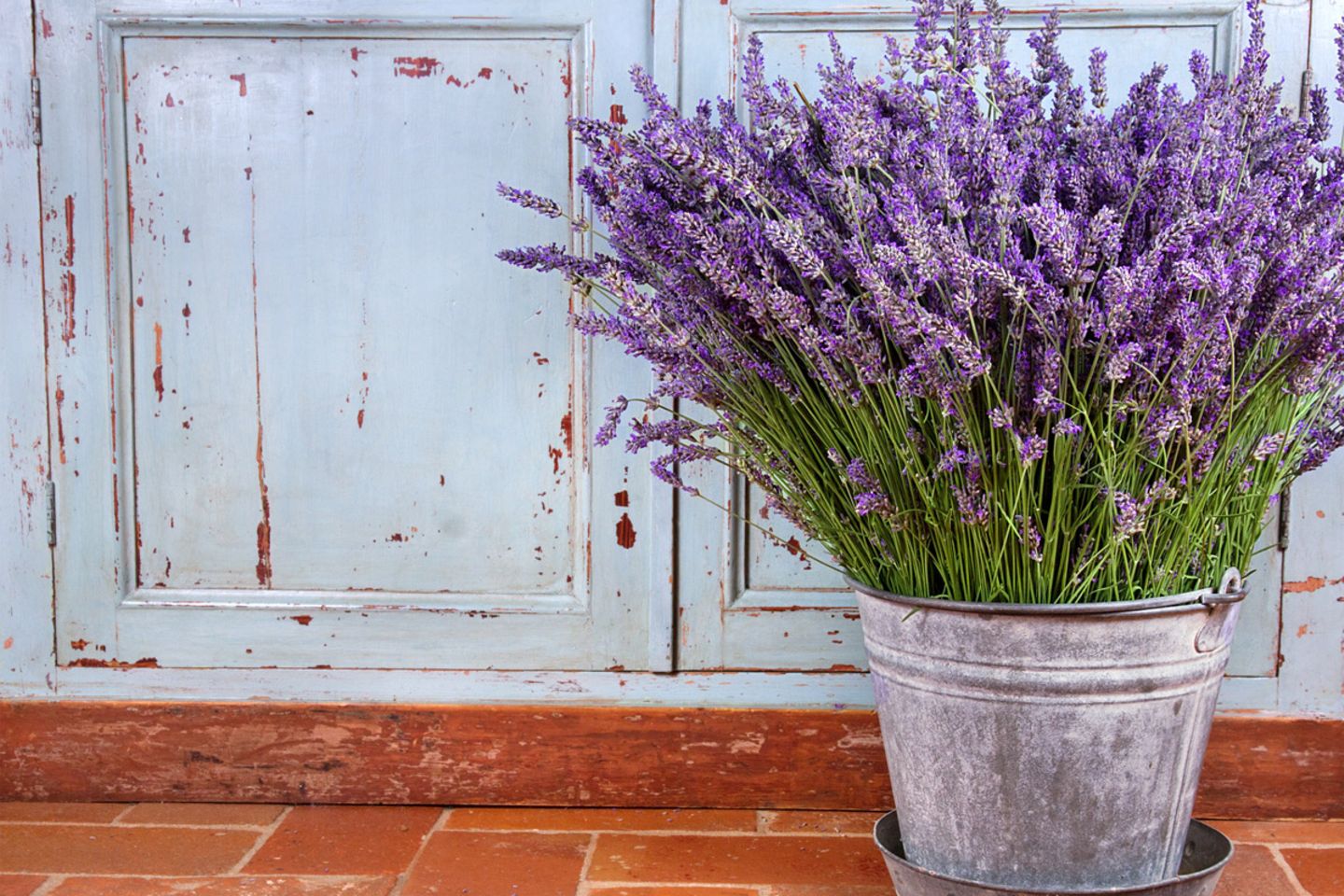 Lavendel im Topf - [SCHNER WOHNEN]
