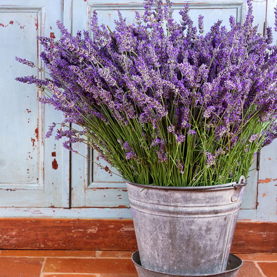 Lila Blumen [SCHÖNER WOHNEN]