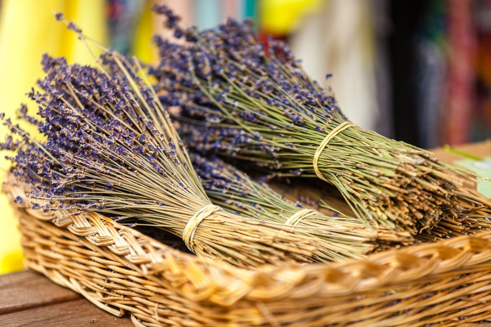 welcher dünger für orchideen Orchideendünger - Mineralischer NPK Flüssigdünger mit Stickstoff