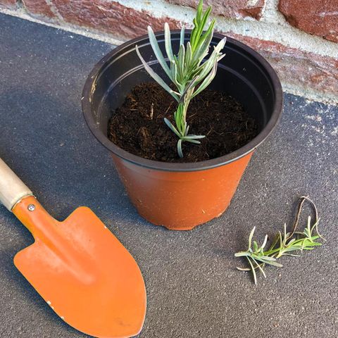 Lavendel auf dem Balkon Das gibt es zu beachten [SCHÖNER WOHNEN]