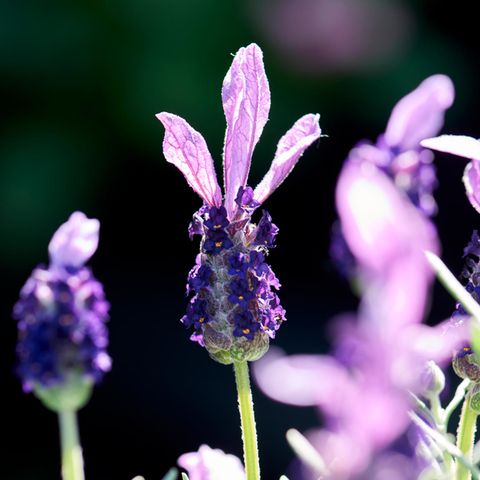 Lavendel auf dem Balkon Das gibt es zu beachten [SCHÖNER WOHNEN]