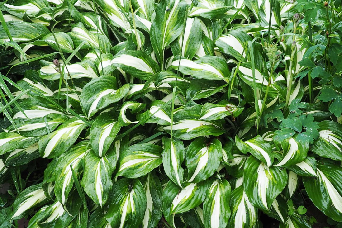 kirschen düngen Purgrün Bio-Kirschbaum-Dünger 1 kg main image 0