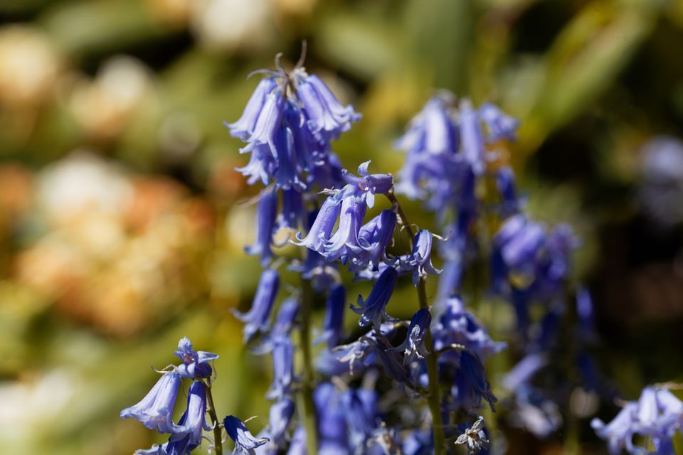 Glockenblume, Campanula: pflanzen, vermehren, pflegen - [SCHNER WOHNEN]