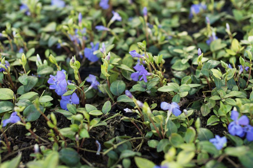 I wie Immergrün (Vinca minor) Kleinblättriges Immergrün (Vinca minor)