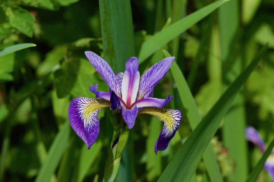 U wie Übelriechende Schwertlilie (Iris foetidissima)