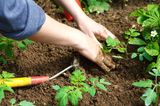 Schmutzige Frauenhände, die neue Pflanzen in Gartenerde setzen