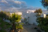 Ferienhaus hinter Pinien und Palmen auf Paros