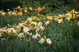 Taglilien-Garten