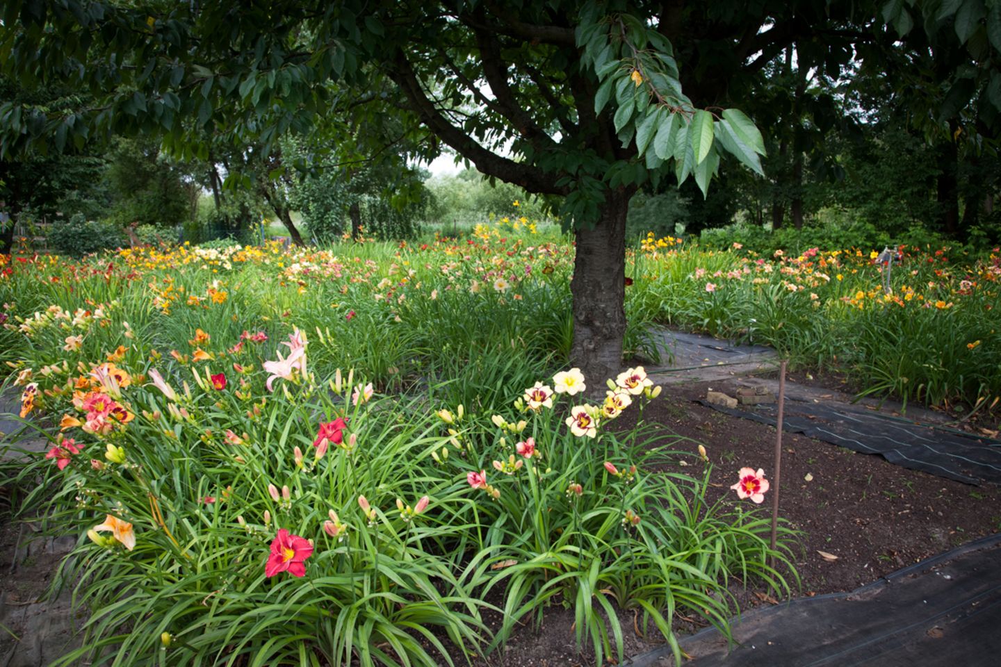 Taglilien-Garten