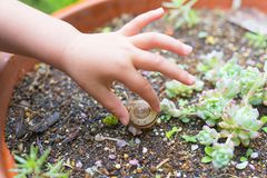 Schnecke im Blumentopf