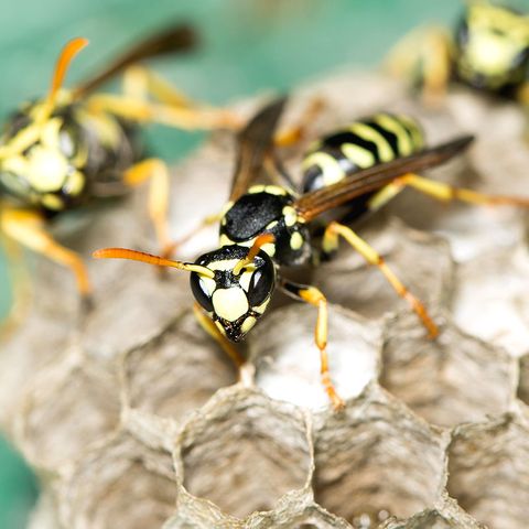 Die besten Pflanzen gegen Zecken im Garten [SCHÖNER WOHNEN]