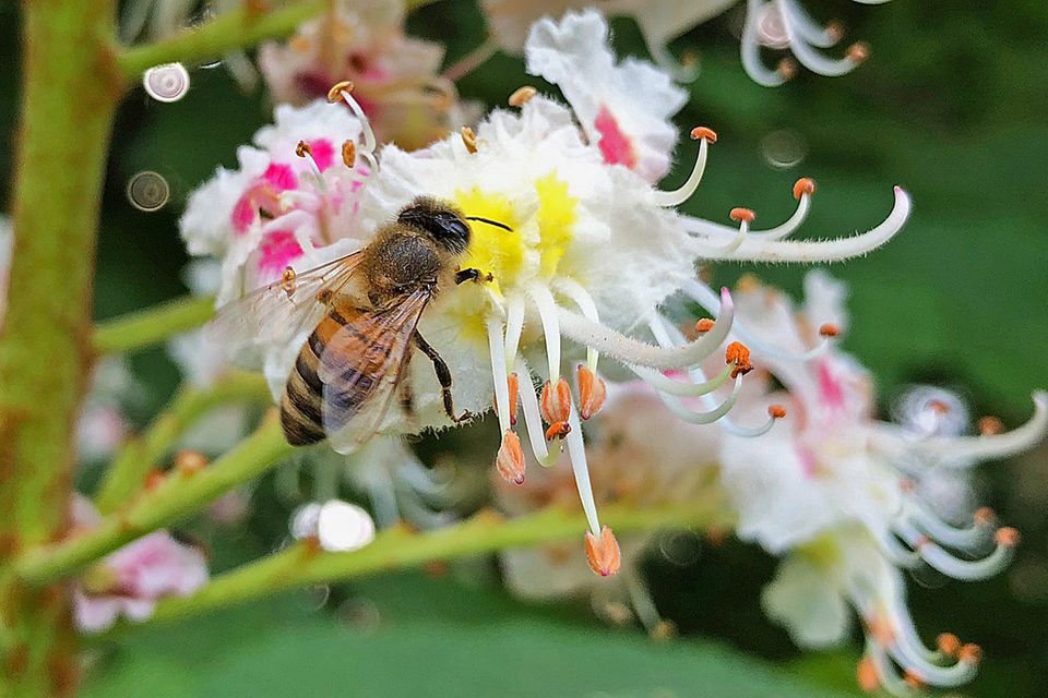 Biene auf Kastanienblüte