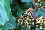 Biene auf Wildem Wein
