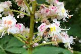 Biene auf Kastanienblüte