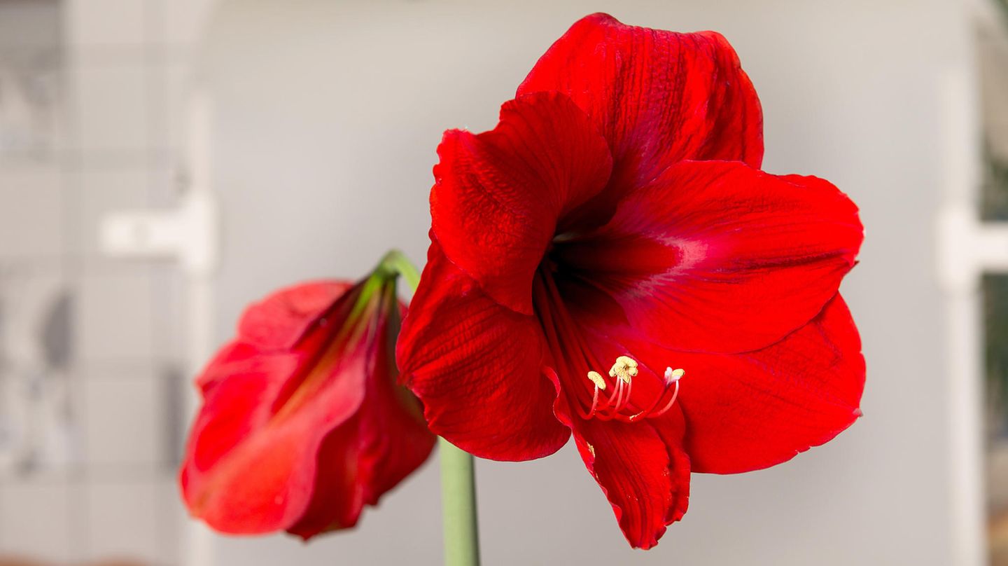 Amaryllis pflegen, berwintern & mehr - [SCHNER WOHNEN]