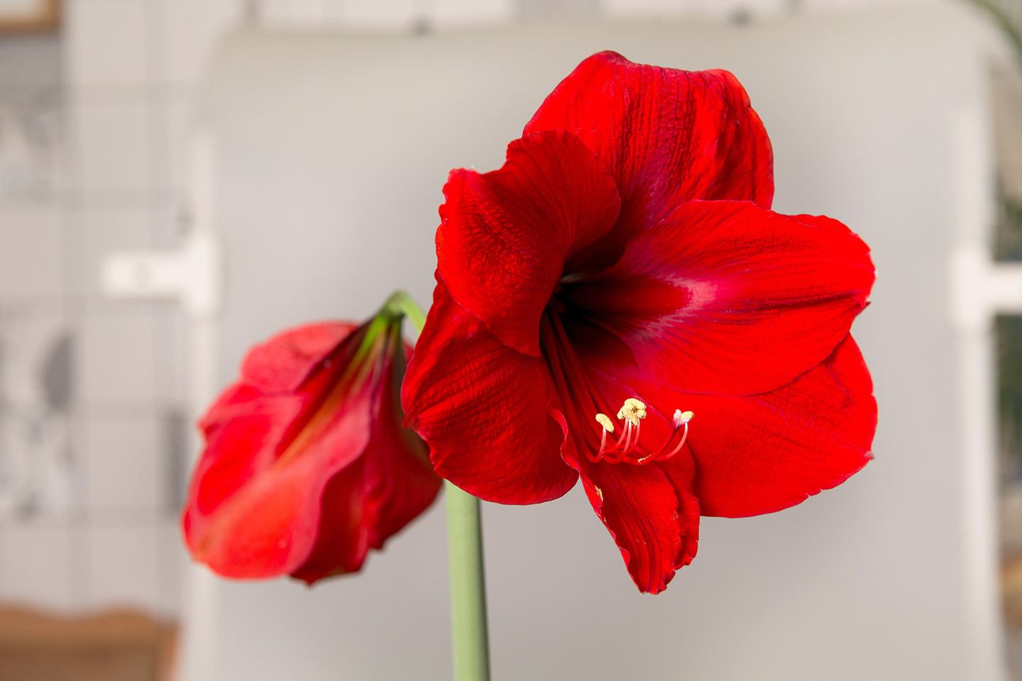 Amaryllis pflegen, berwintern & mehr - [SCHNER WOHNEN]
