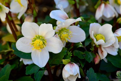 Christrose (Helleborus niger)