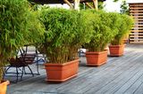 Bambus (Fargesia, Phyllostachys, Pseudosasa, Pleioblastus, Chusquea, Pseudosasa, Sasa, Indokalamus)