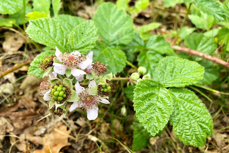 Brombeerstrauch  Brombeeren pflanzen, schneiden, vermehren - [SCHNER  WOHNEN]