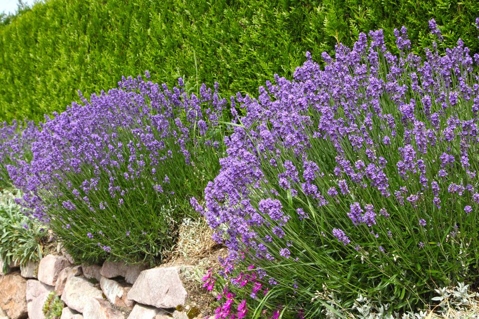 Lavendel pflanzen, pflegen & mehr - [SCHNER WOHNEN]
