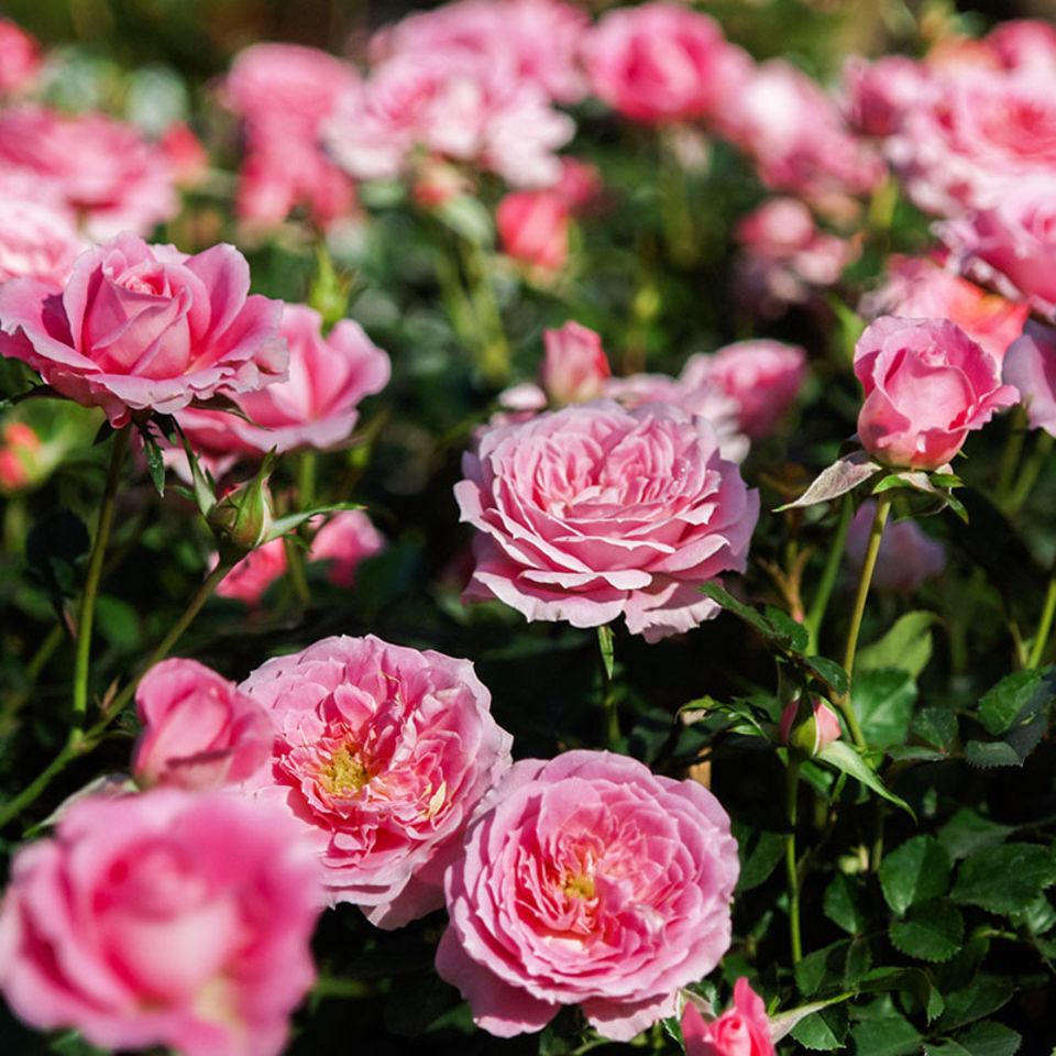 Gartenpflanzen  eine bersicht - [SCHNER WOHNEN]