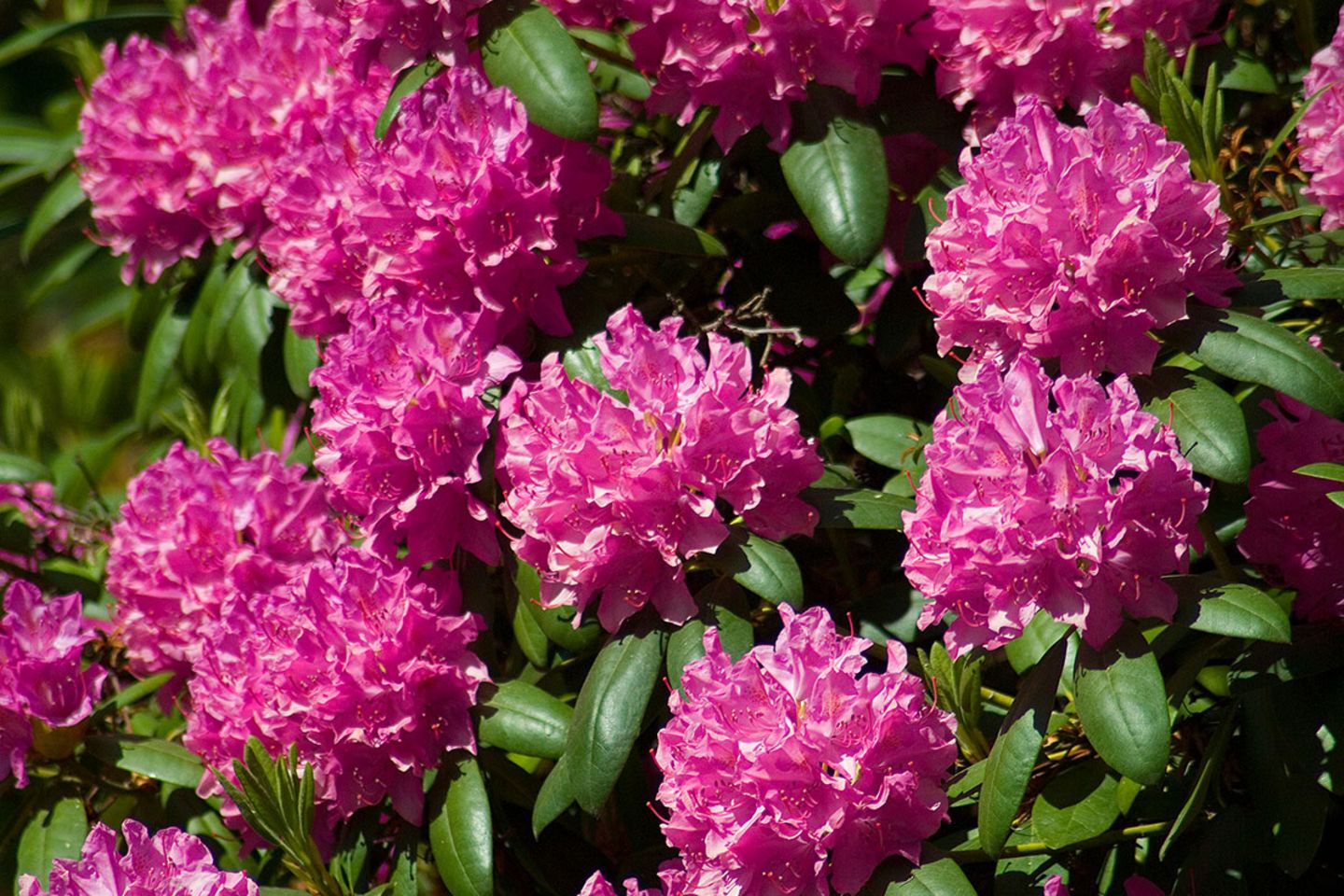 Rhododendron  pflanzen, pflegen, vermehren - [SCHNER WOHNEN]