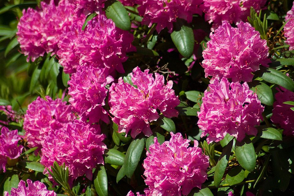 Rhododendron pflanzen, pflegen, vermehren [SCHÖNER WOHNEN]