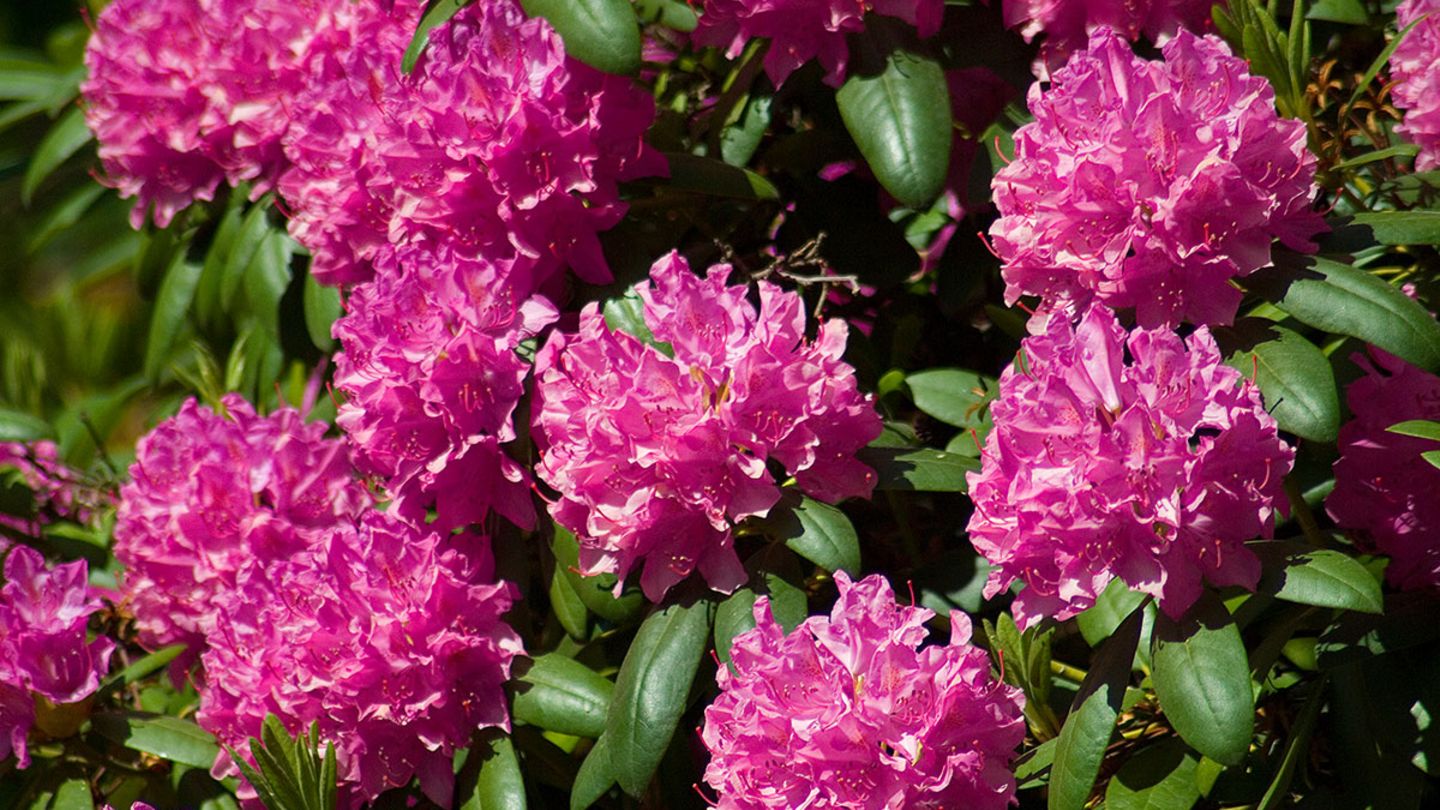 Rhododendron  pflanzen, pflegen, vermehren - [SCHNER WOHNEN]