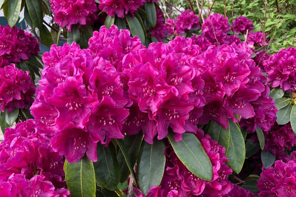 Pinkblütiger Rhododendron