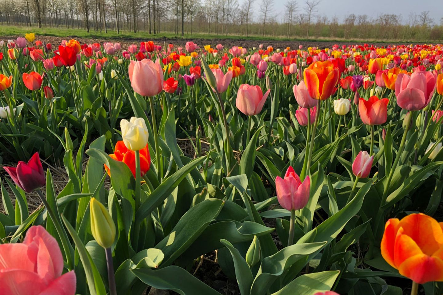 Tulpen  pflanzen, schneiden, Pflege - [SCHNER WOHNEN]