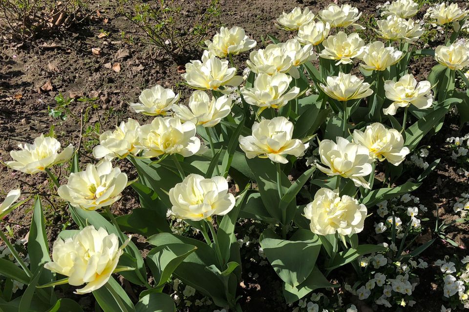 Tulpe Cardinal-Mindszenty