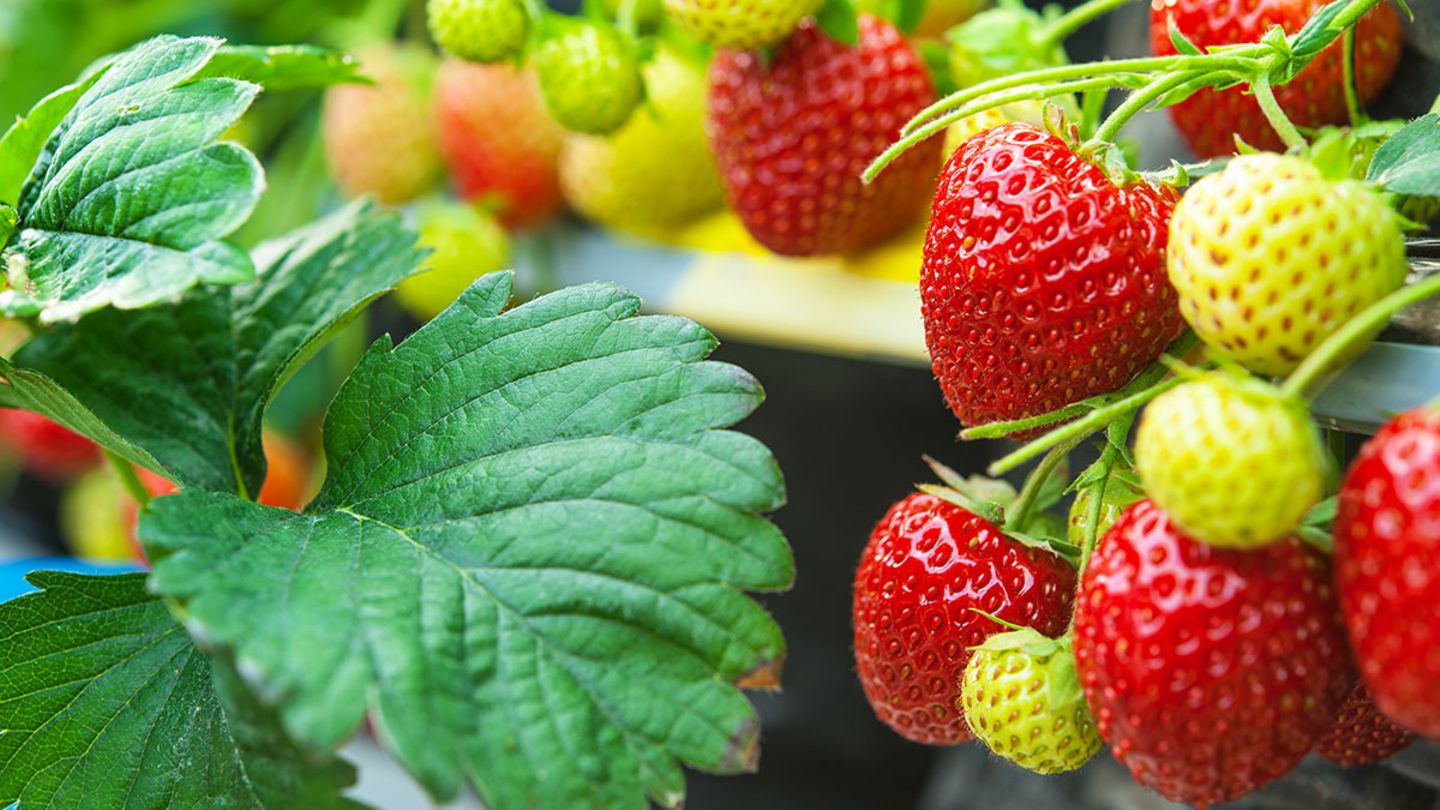 dünger für staudenbeet Mein schöner Garten Staudendünger kaufen – Mein schöner Garten Shop main image 0