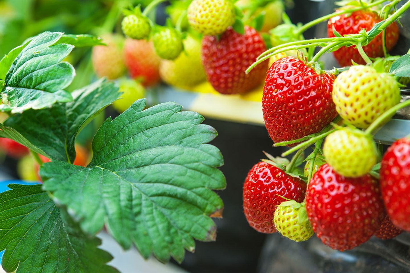 Erdbeeren pflanzen, vermehren, pflegen - [SCHNER WOHNEN]