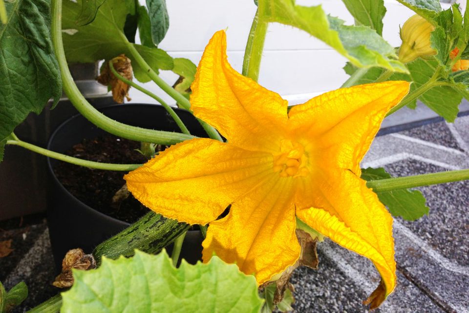 Zucchiniblüte Zucchiniblüte