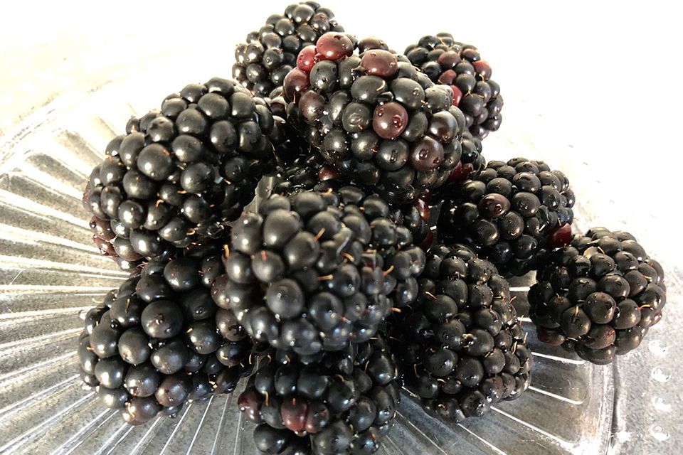 Brombeerstrauch  Brombeeren pflanzen, schneiden, vermehren - [SCHNER  WOHNEN]