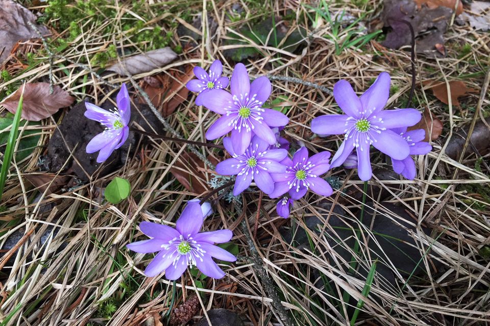 Leberblümchen Leberblümchen