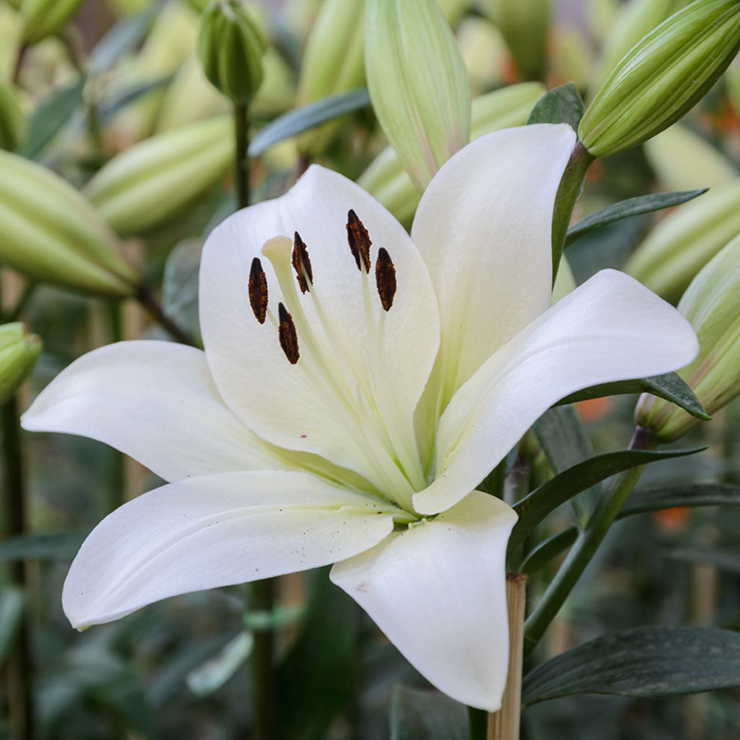 Lilien: pflanzen, pflegen, vermehren - [SCHNER WOHNEN]