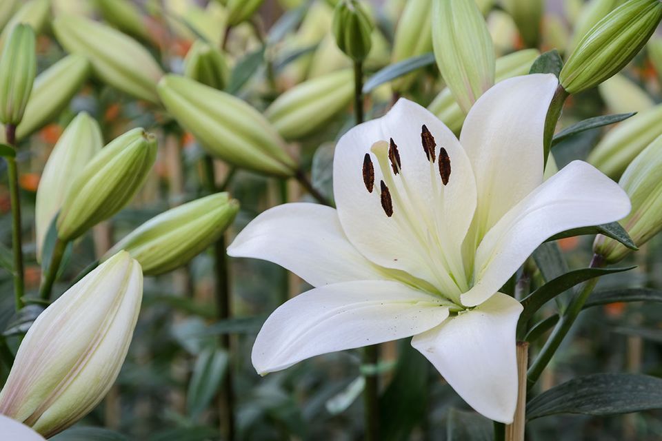 Lilien pflanzen, pflegen, vermehren [SCHÖNER WOHNEN]