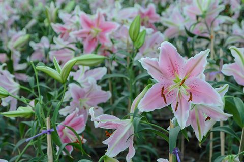 Lilien pflanzen, pflegen, vermehren [SCHÖNER WOHNEN]