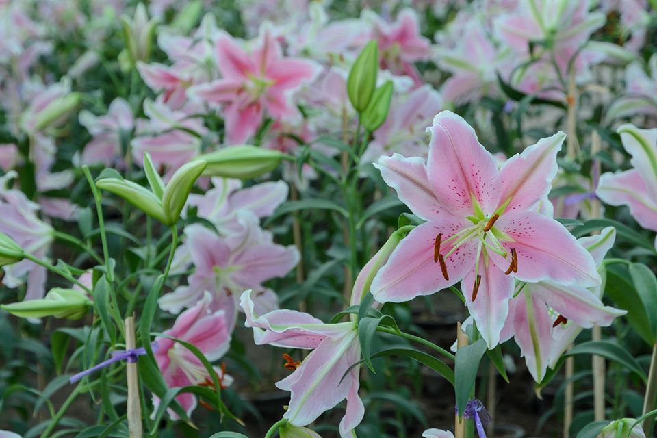 Lilien: pflanzen, pflegen, vermehren - [SCHNER WOHNEN]