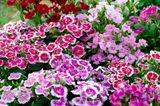 Nelken (Dianthus spec.)