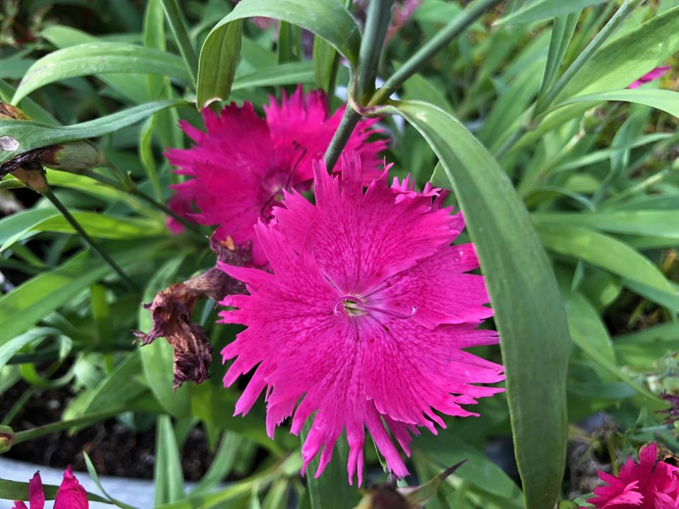 Nelke  Blume der Gtter - [SCHNER WOHNEN]