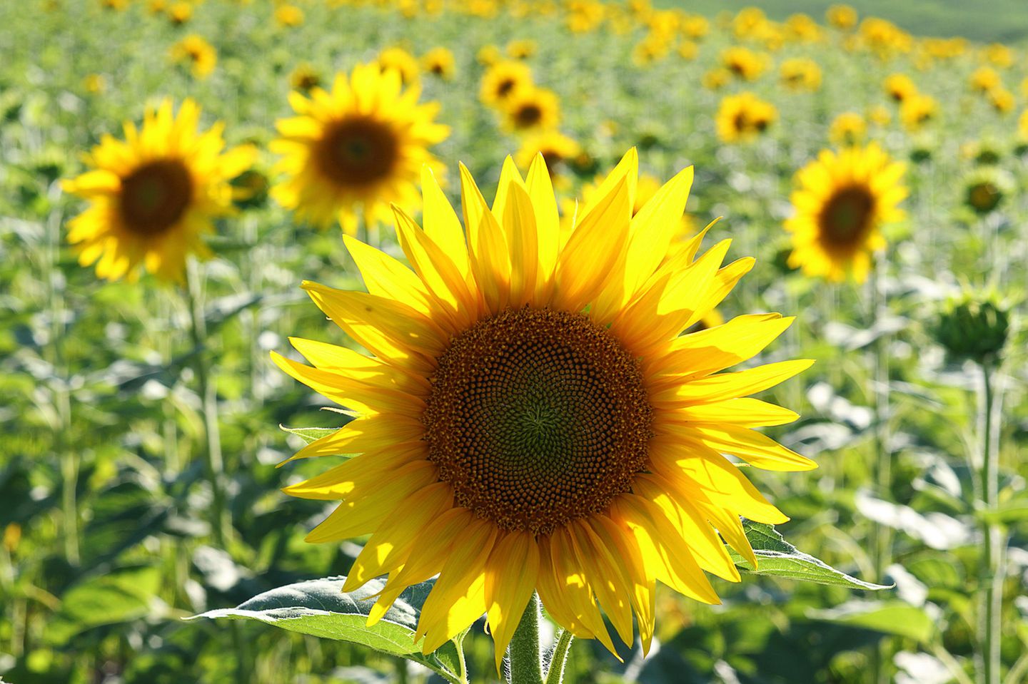 Sonnenblumen pflanzen & pflegen - [SCHNER WOHNEN]