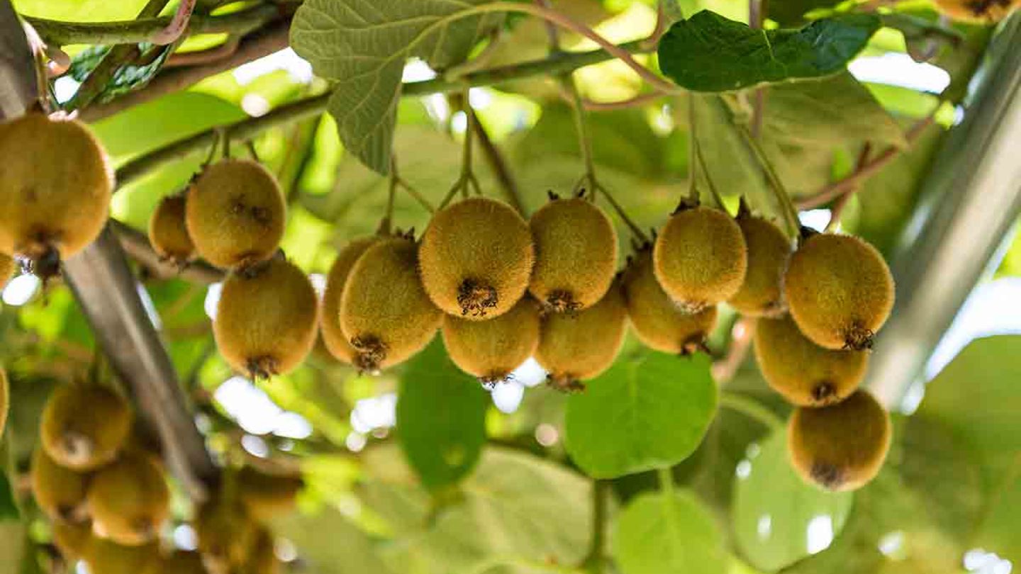 Kiwi pflanzen, pflegen, ernten