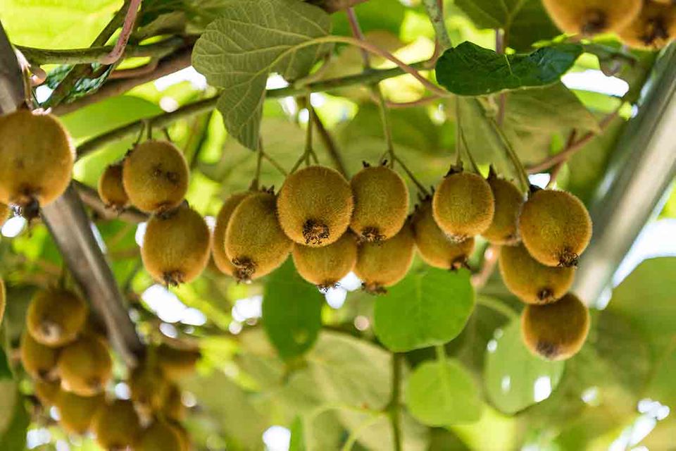 Kiwi Pflanzen, Pflegen, Ernten - [SCHÖNER WOHNEN]