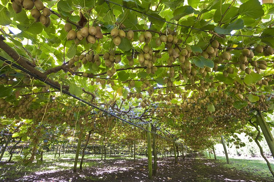 Kiwi pflanzen, pflegen, ernten
