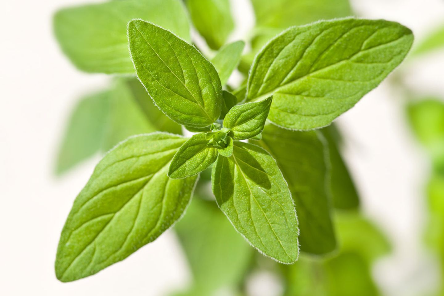 Oregano  Pflanze, Pflege, Ernte - [SCHNER WOHNEN]