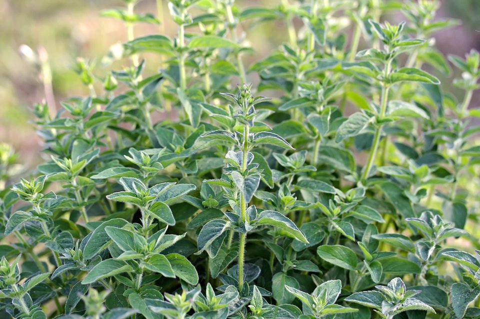Oregano  Pflanze, Pflege, Ernte - [SCHNER WOHNEN]