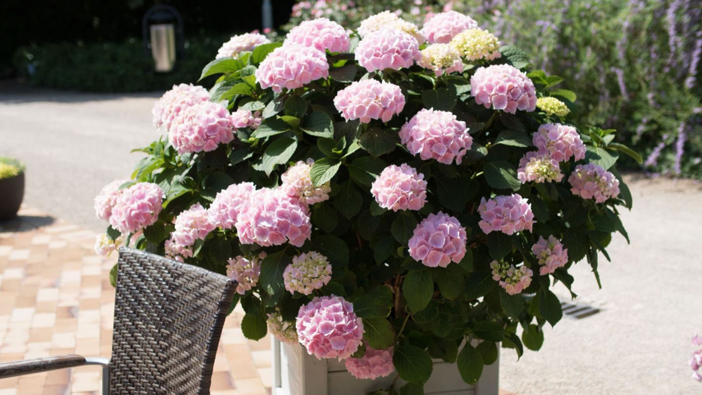 Hortensie im Topf richtig pflegen - [SCHNER WOHNEN]